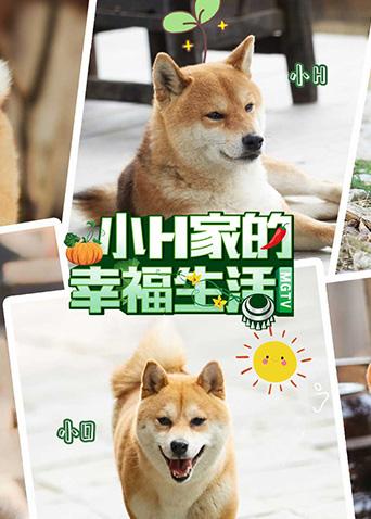 小H家的幸福生活海報