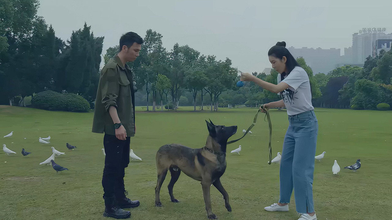 戰狼犬劇照