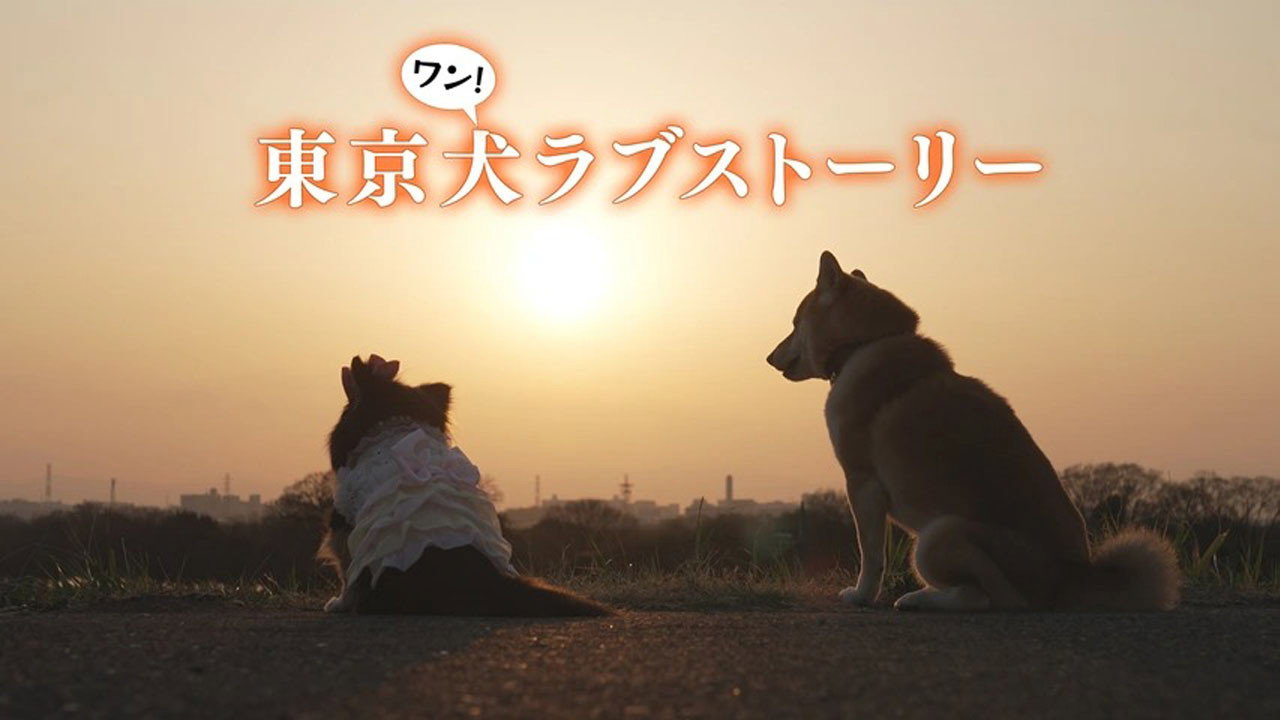 東京狗愛情故事劇照