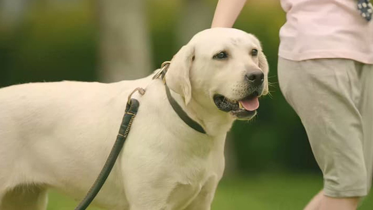 神犬出擊劇照
