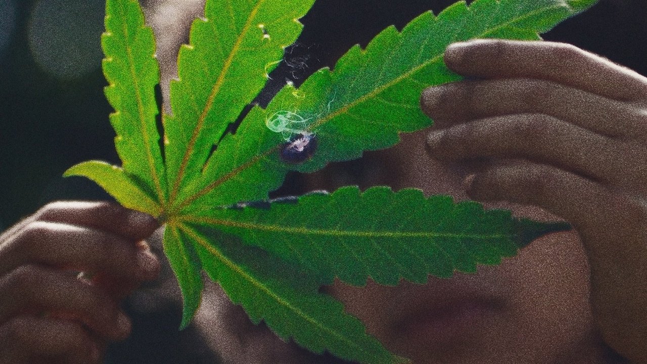 草葉之下劇照