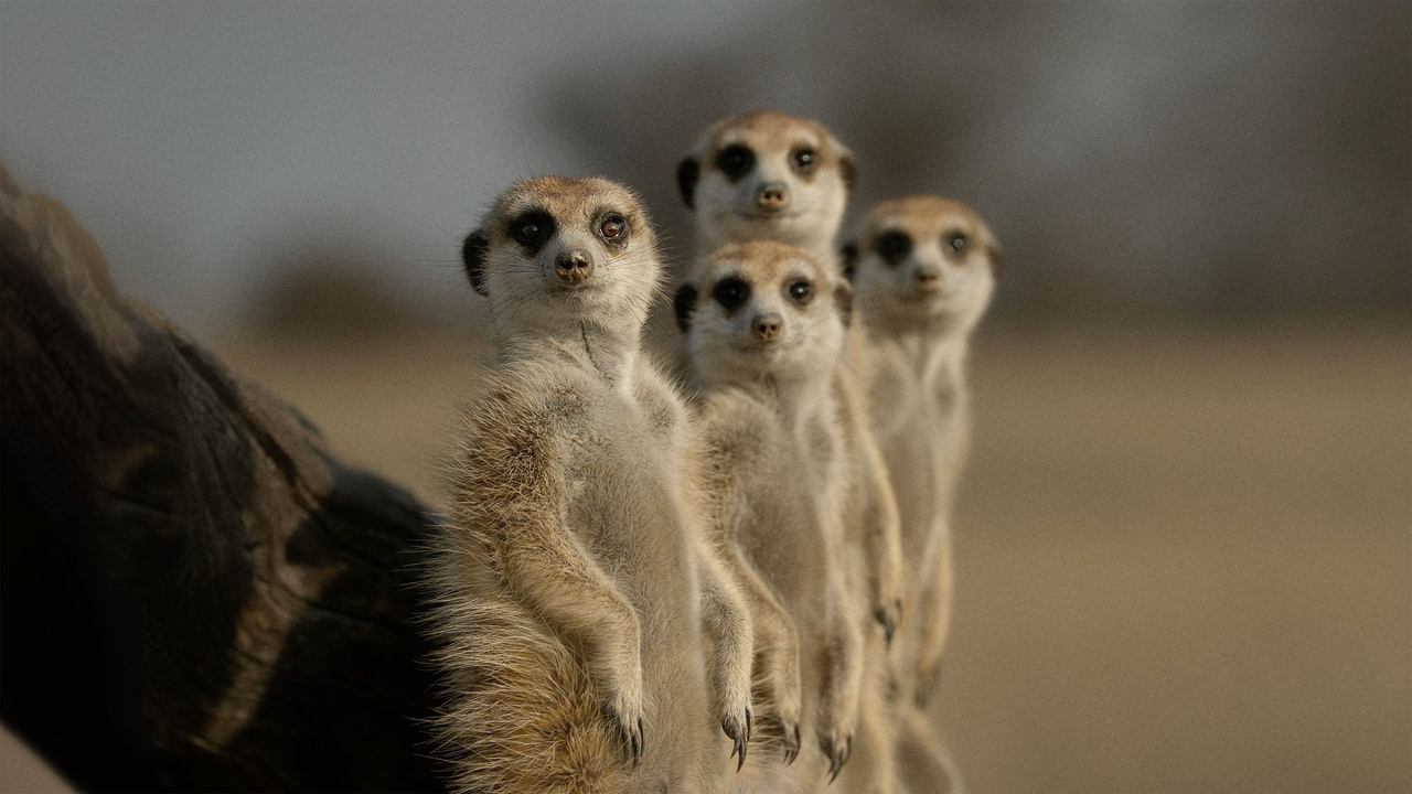 動物生活大解密劇照