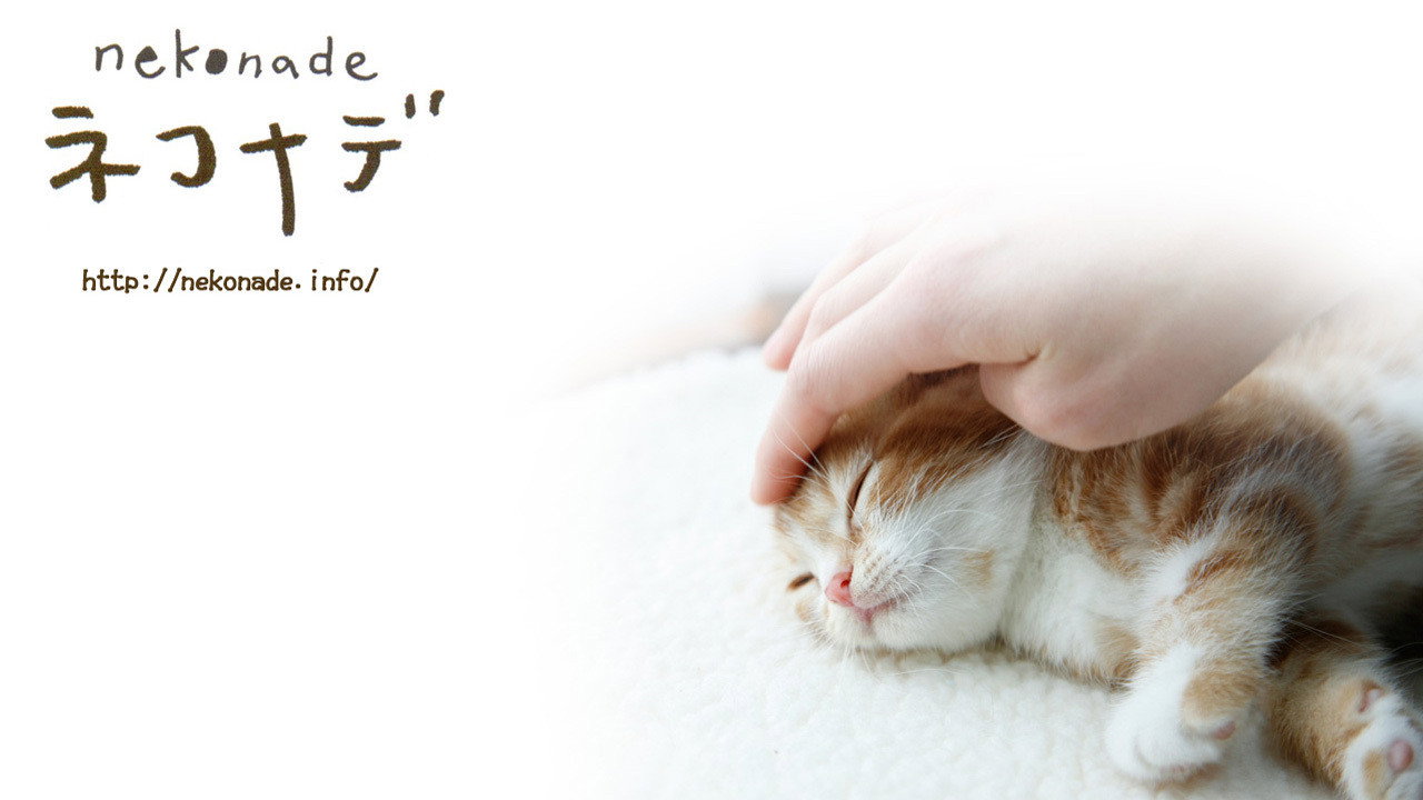 小貓奇緣劇照