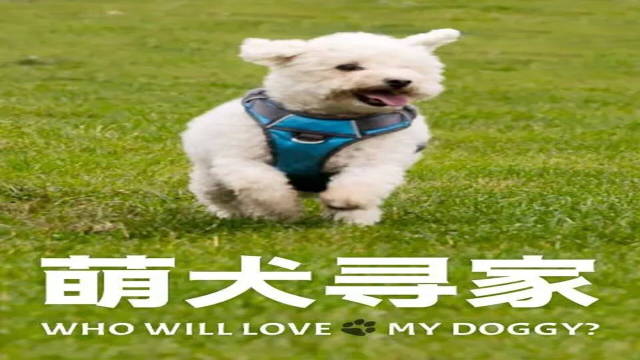 萌犬尋家劇照