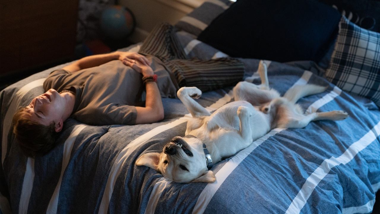迷途之犬劇照