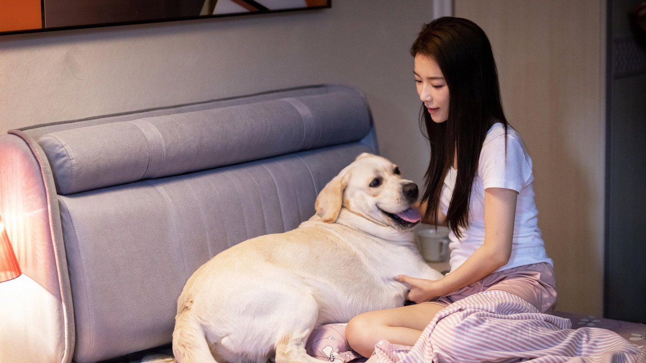 靈犬奇緣劇照