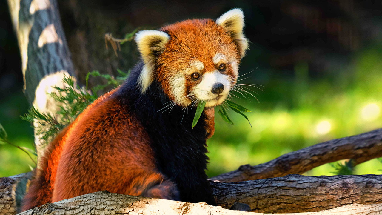 動物園劇照