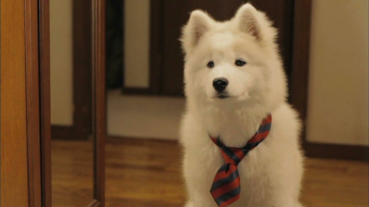 犬飼先生養狗記劇照
