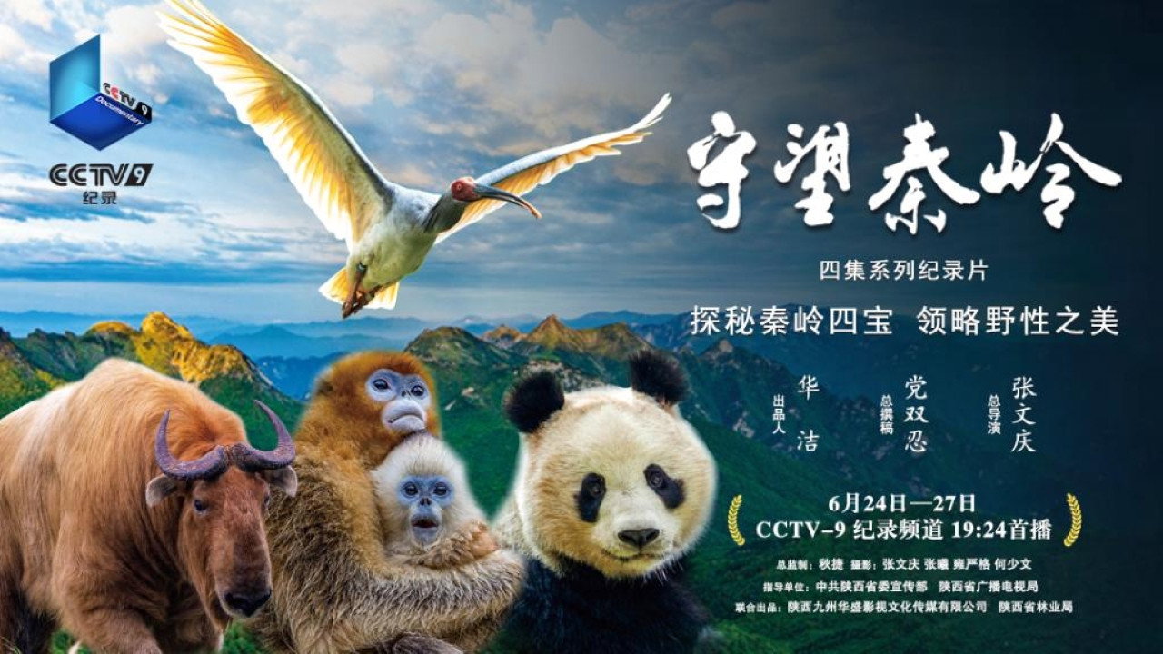 守望秦嶺劇照