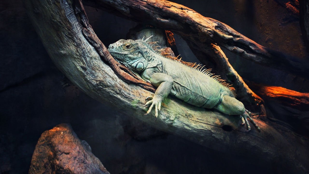 拉丁美洲 72 大危險動物劇照