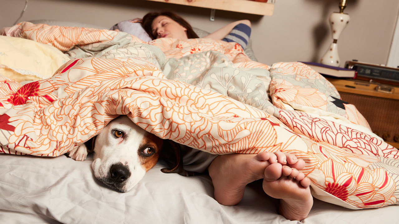 萌犬先生劇照
