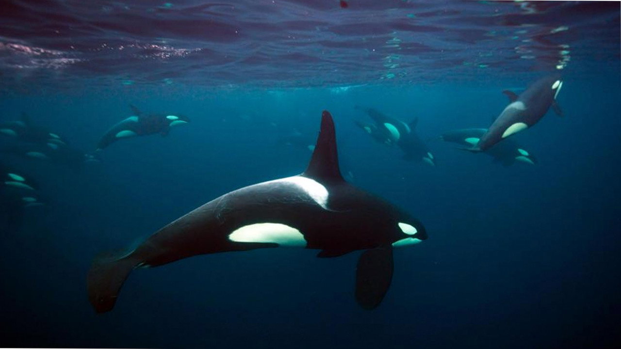 奇妙星球劇照