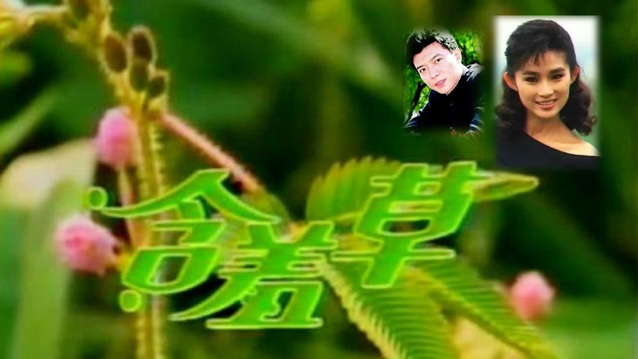 含羞草劇照