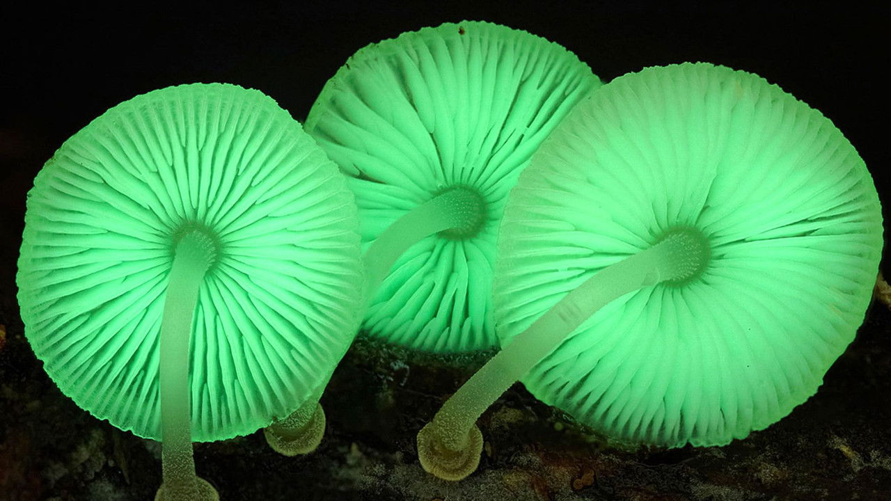 真菌王國劇照