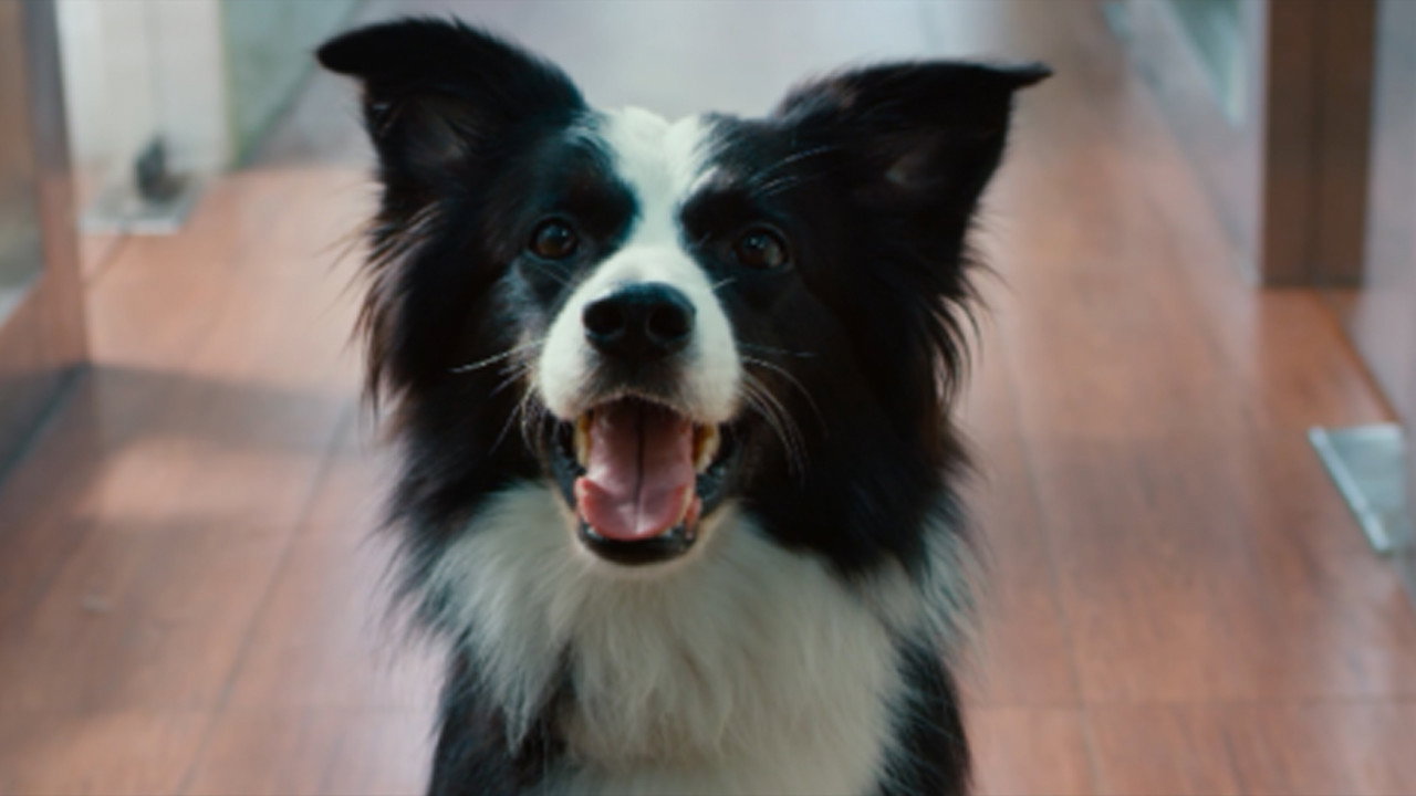 犬愛劇照