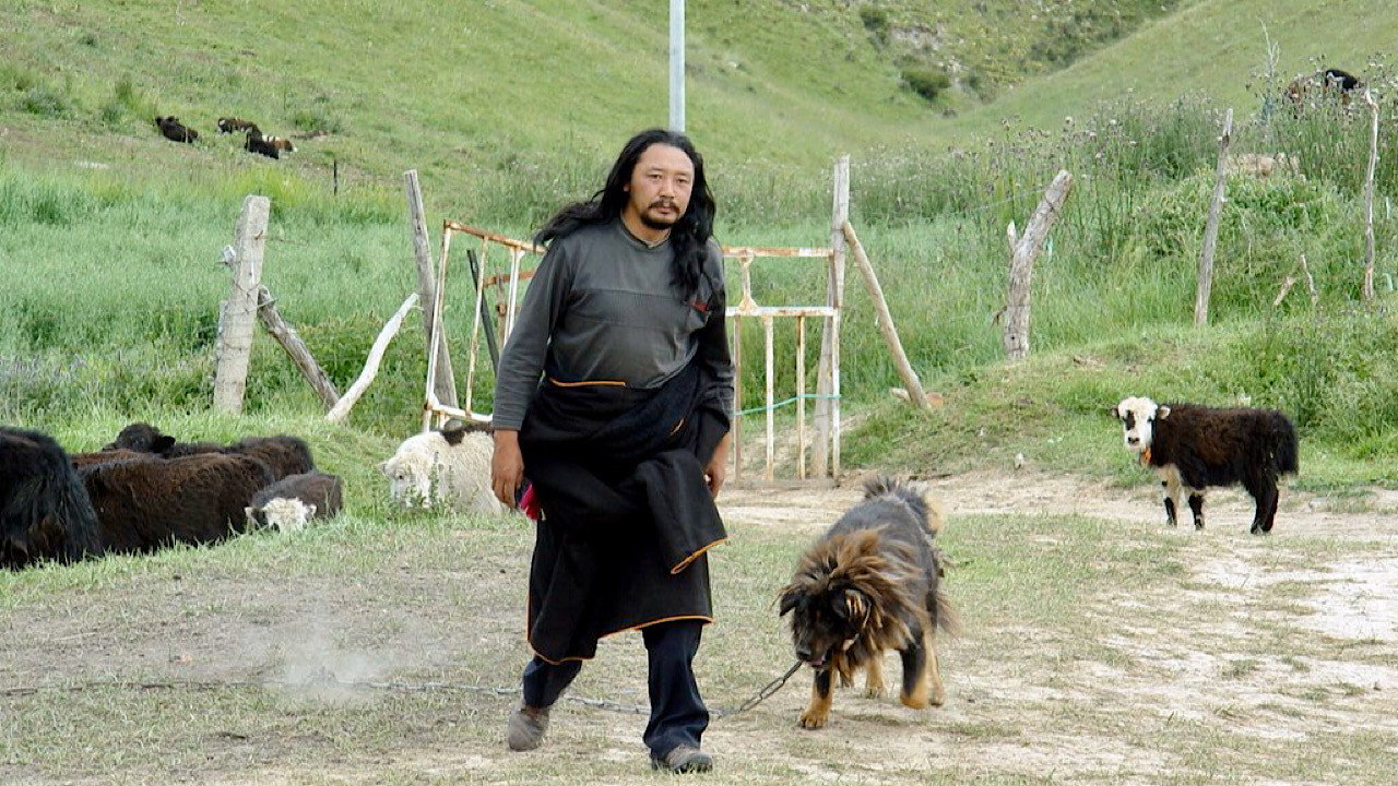 老狗劇照