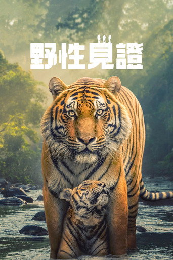 野性見證海報