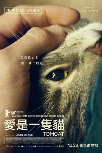 愛是一隻貓海報