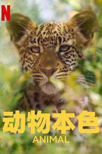 海陸空動物王者海報