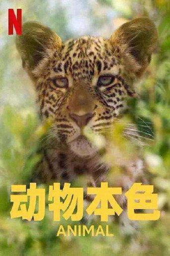 海陸空動物王者 第 2 季海報