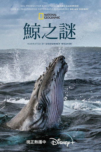 鯨之謎海報