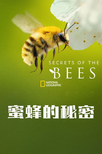 蜜蜂之謎海報