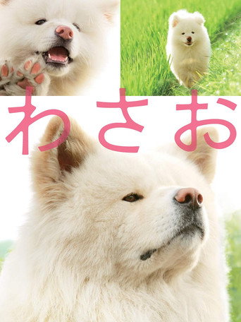 秋田犬蓬夫海報