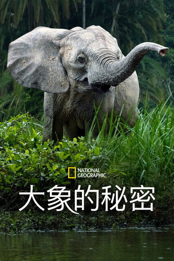 象群之謎海報