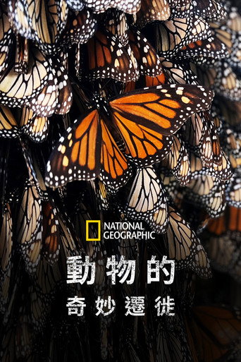 動物的奇妙遷徙海報